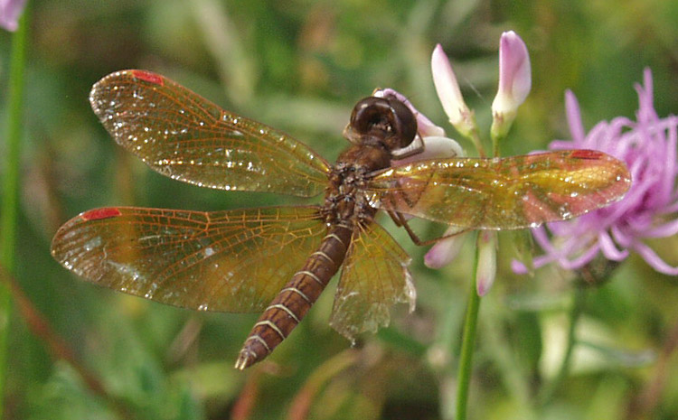 eastamberwing54