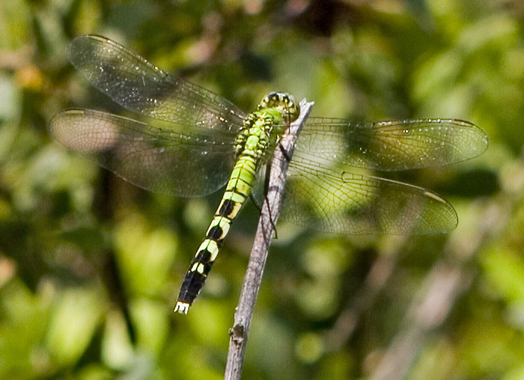 easternpondhawk3730