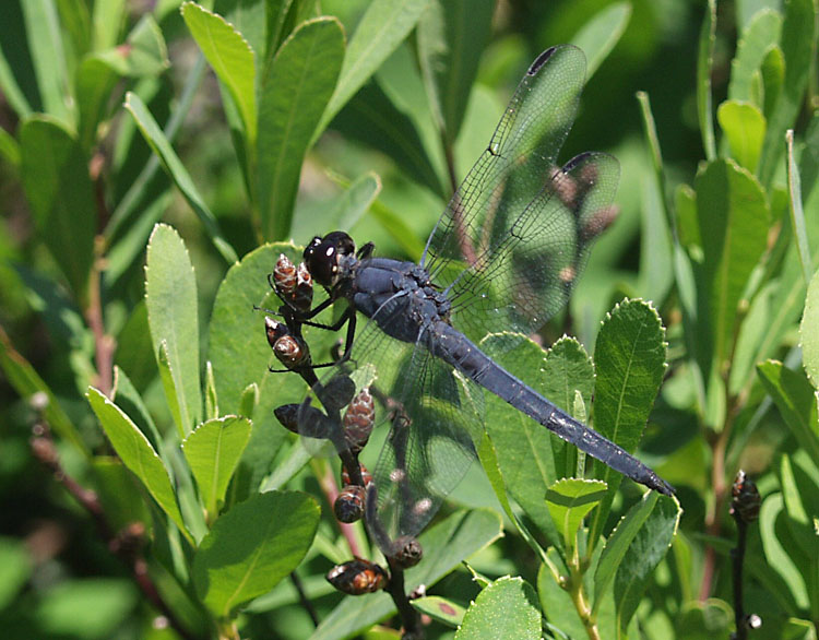 slatyskimmer41