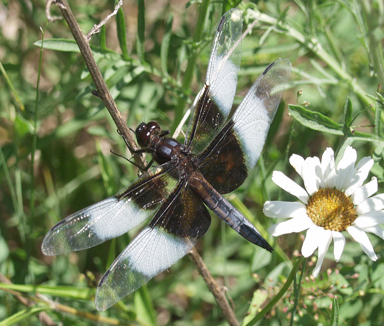 widowskimmer7053024