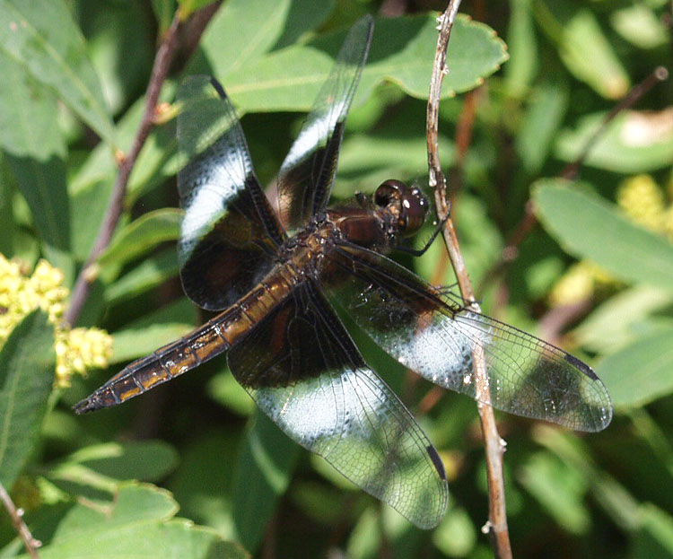 widowskimmer7286443