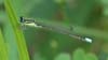 damselfly128