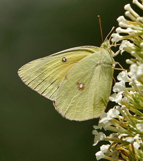 orange sulphur butterfly