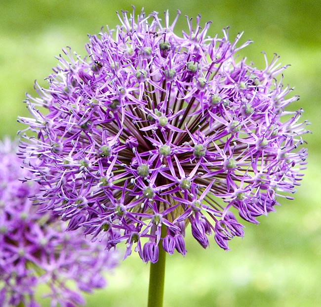 allium