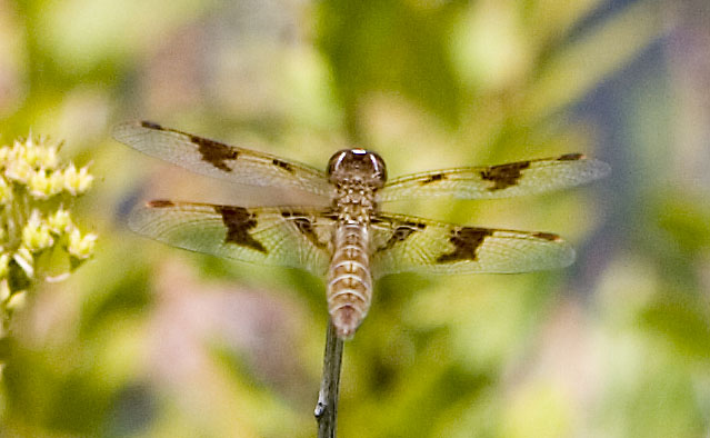 amberwing