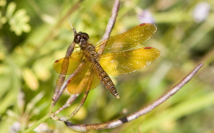 amberwing