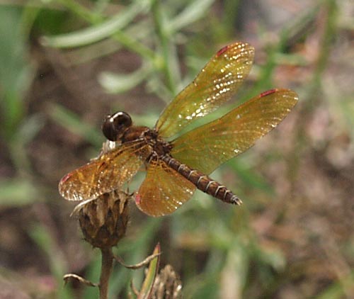 amberwing