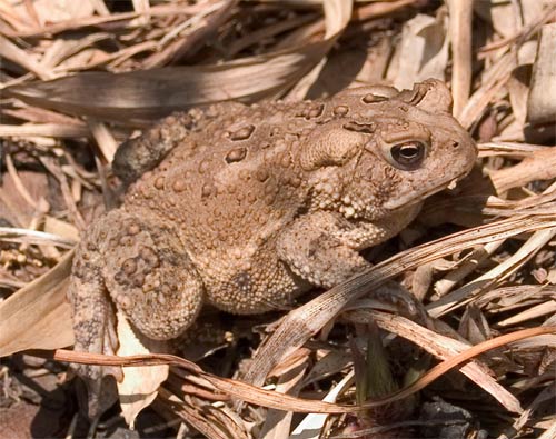 american toad