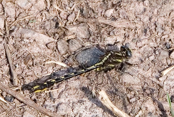 clubtail