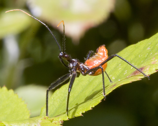 assassin bug