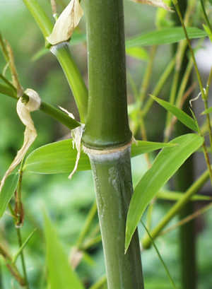 bamboo1