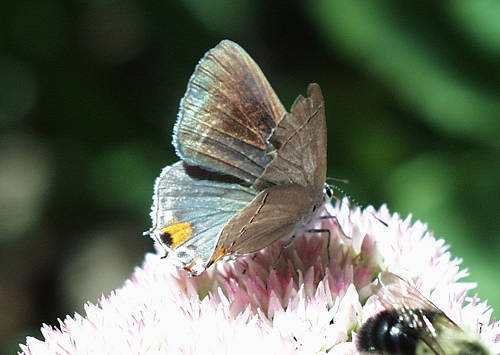 grayhairstreak2