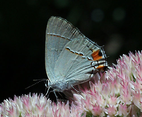 grayhairstreak1