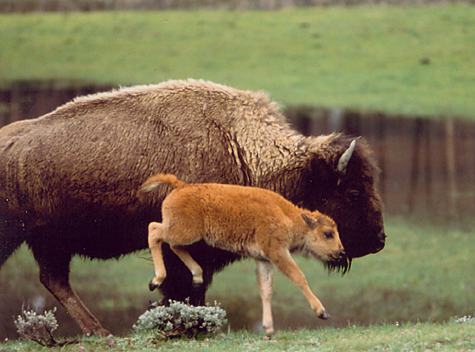 bison and young