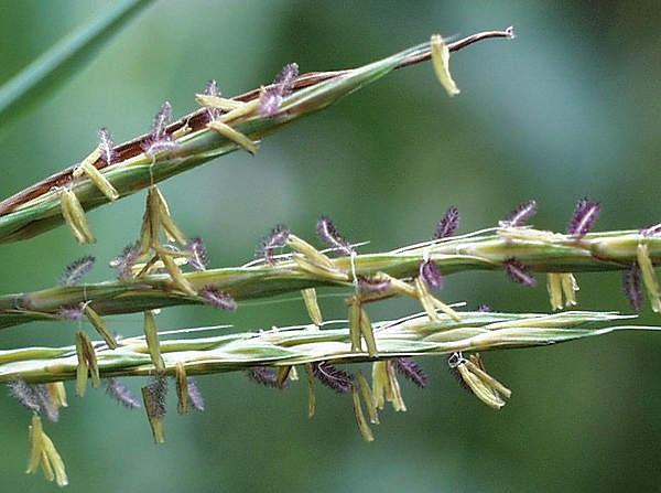 big bluestem
