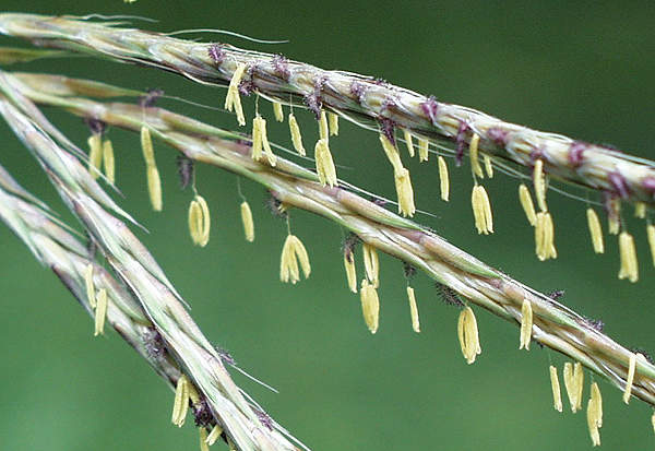big bluestem