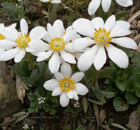 http://www.twofrog.com/images/bloodroot.jpg