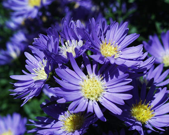 aster