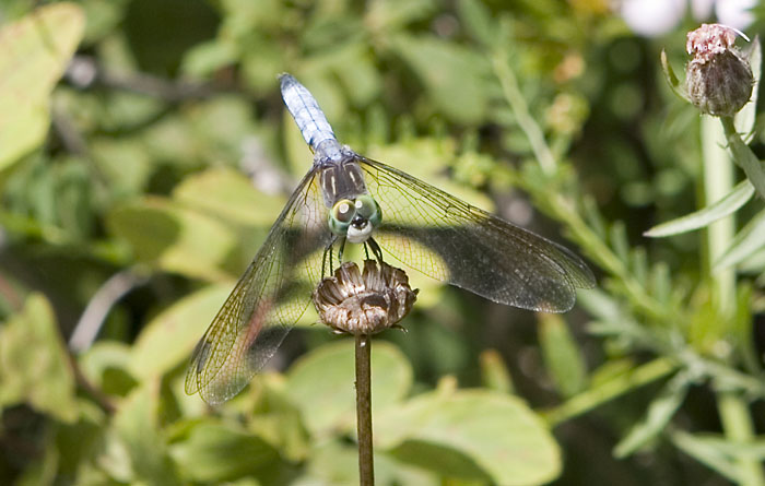 blue dasher