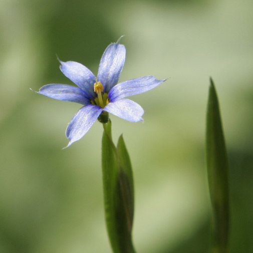 blue-eyed grass