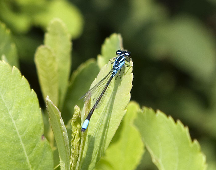 skimming bluet