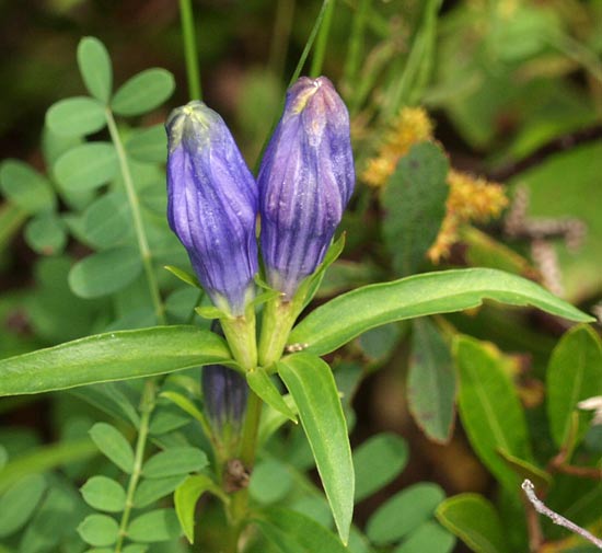 gentian