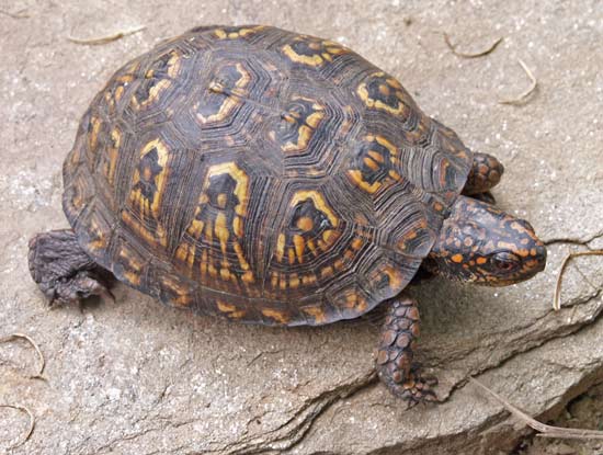 box turtle