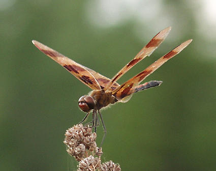 banded wing dragonfly