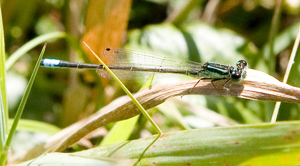 blue damsel