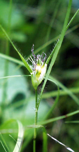 buffalo grass