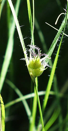 buffalo grass