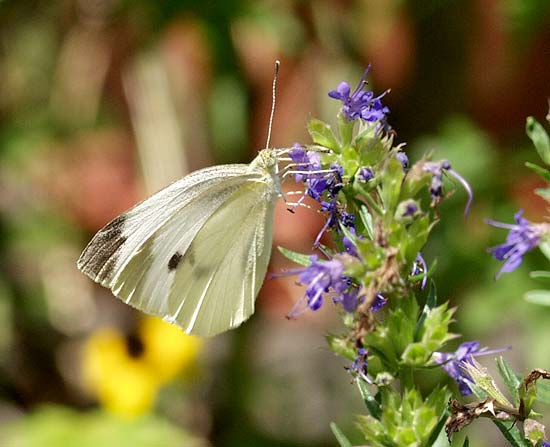 cabbage white