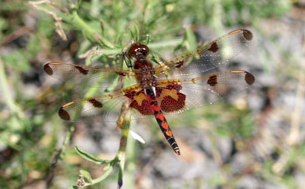 calico pennant