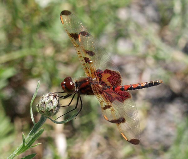 calico pennant