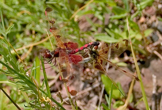 calico pennant