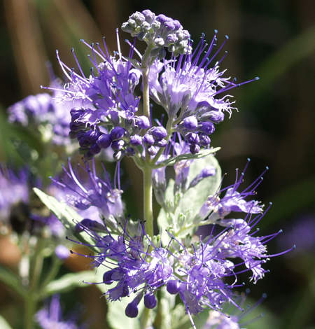 caryopteris