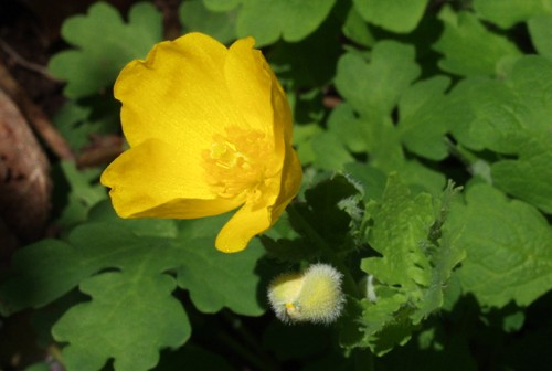 celandine poppy