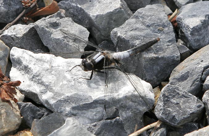 libellula