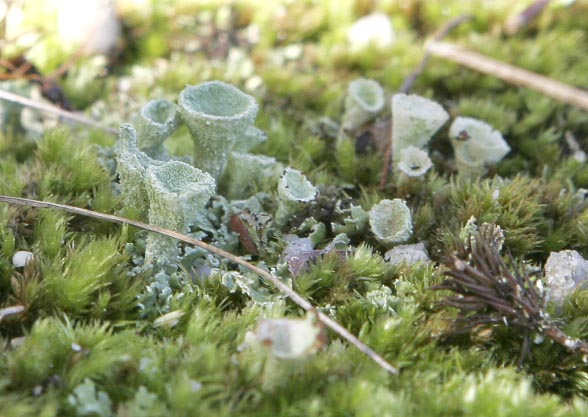 cladonia