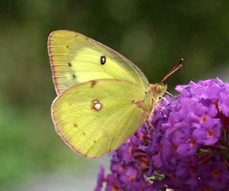 clouded sulphur