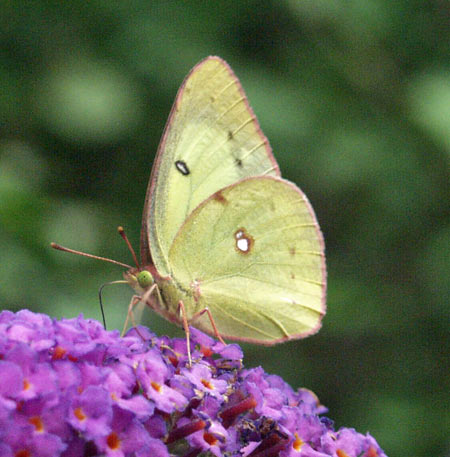 clouded sulphur