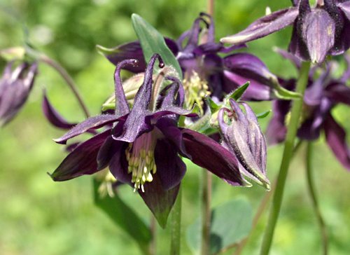 columbine