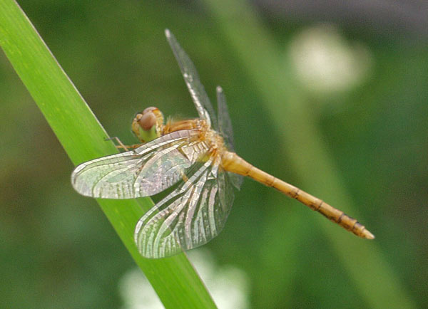 coppery emerald