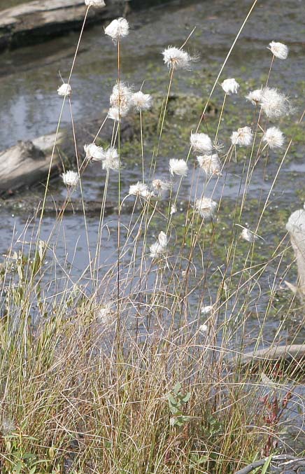 cotton sedge