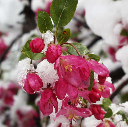 crab apple - snow