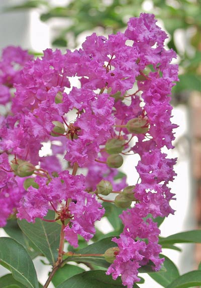 crepe myrtle