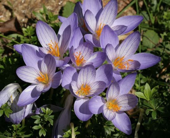 crocus