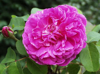 damask rose