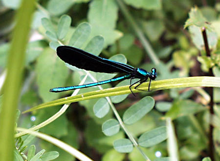 damselfly