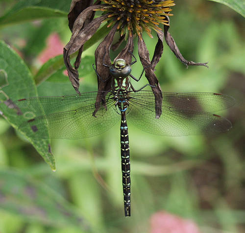 shadow darner